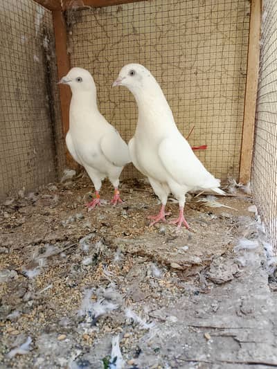 Halako Young Pair Outstanding For sale (0300/4149583)