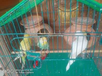 0315/744722/7 red eyes parriot 2 pair