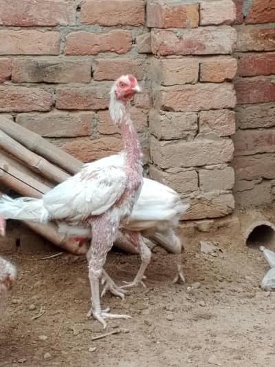 Ayam cemani and white or black murga for sale