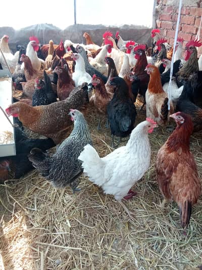 golden misri |desi hens | eggs laying hens | murgha |Ande wali murgi