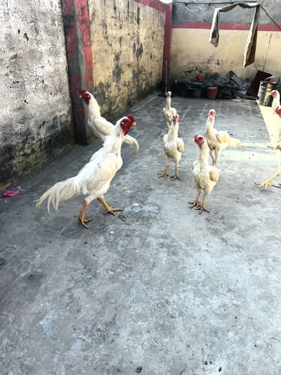 White king shamo for sale