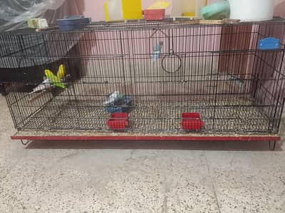 cages for birds