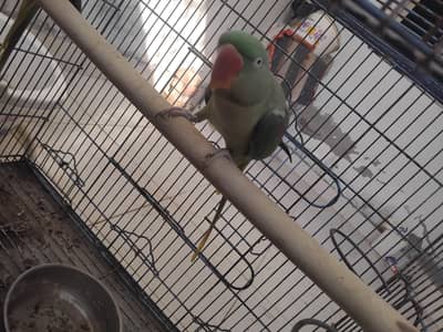 female raw parrot for sell demand 25,000