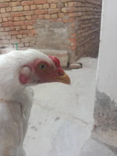 pure aseel mianwali