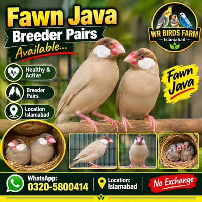 Fawn java and Gray java Breeder Calony available.