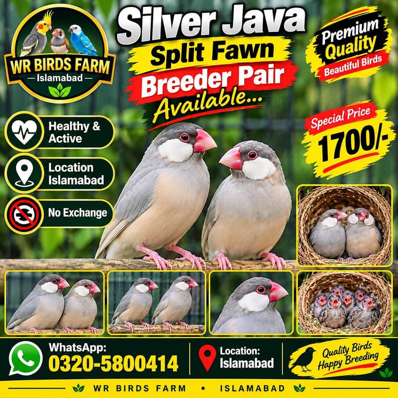 Fawn java and Gray java Breeder Calony available. 1