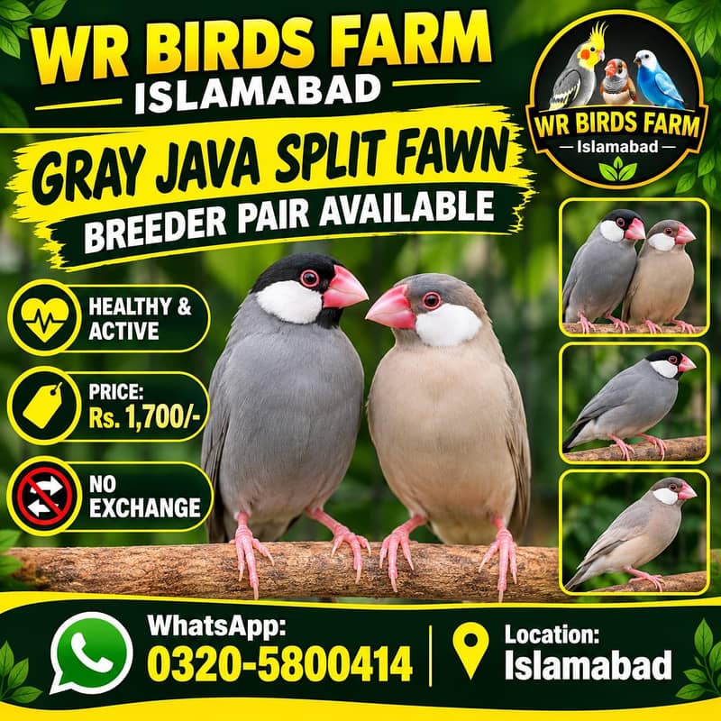 Fawn java and Gray java Breeder Calony available. 2