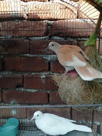 Two white dove and one brown dove