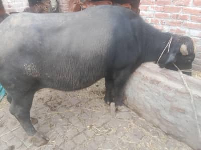CHOTI for sale,