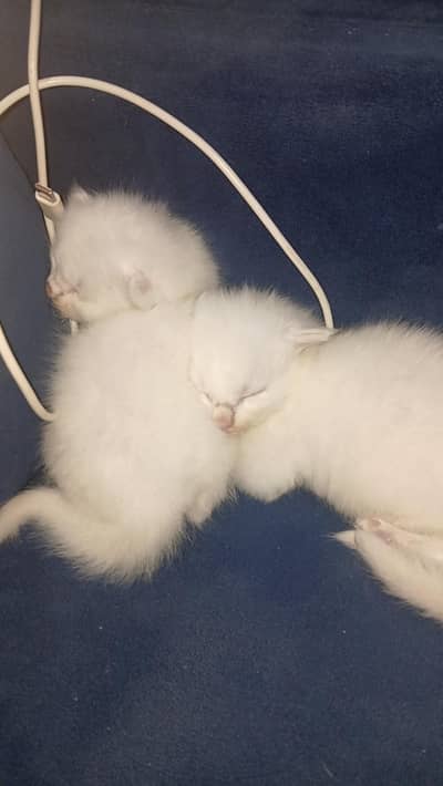 kitten