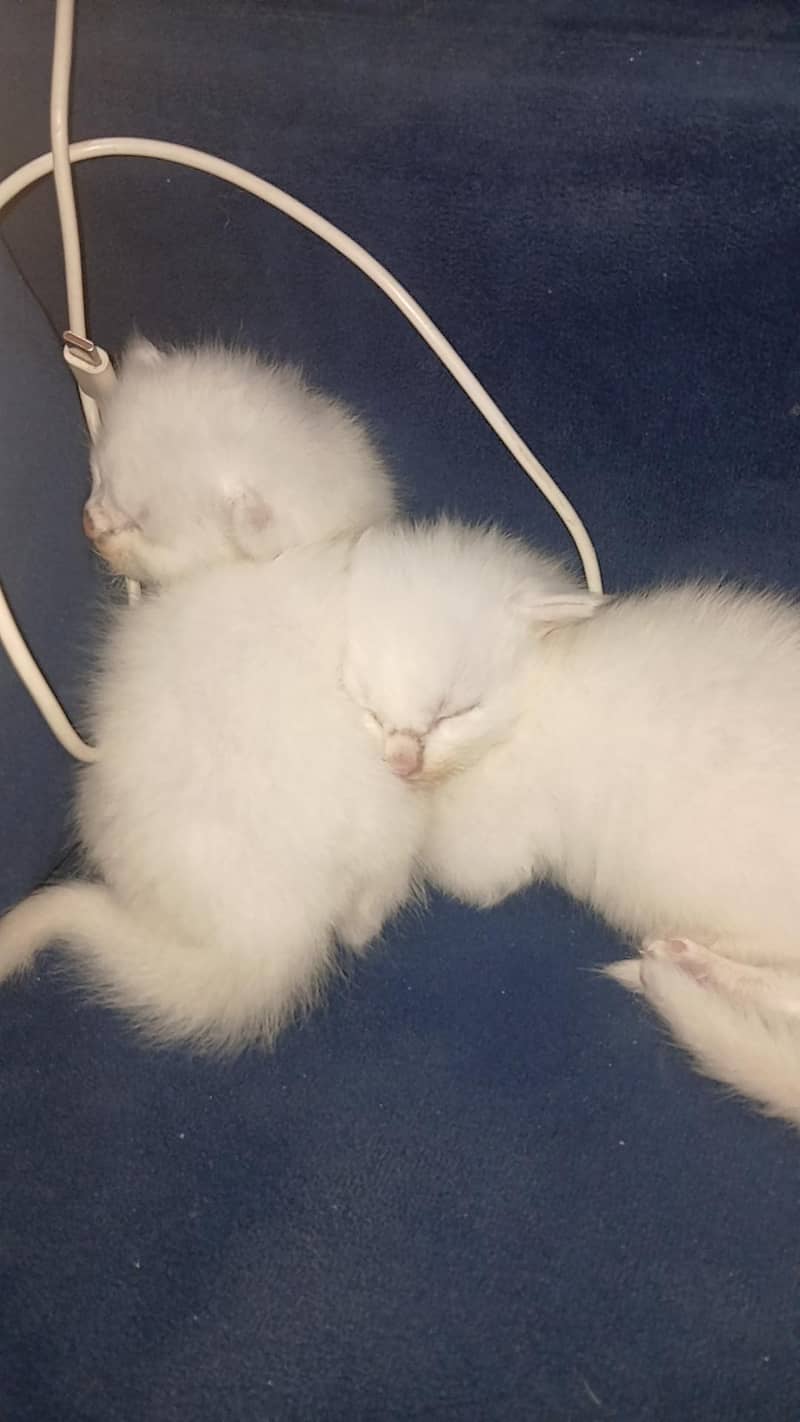 kitten 0