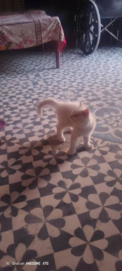 very friendly cat and very unique habits