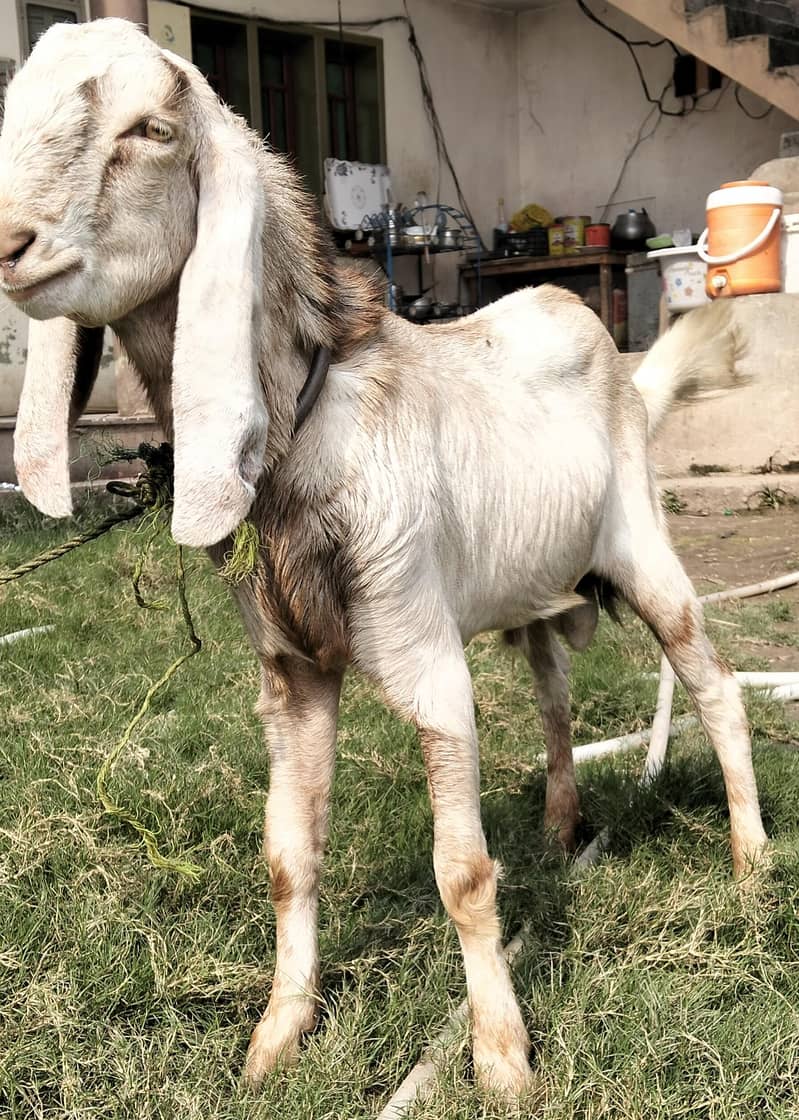 Goat. 0
