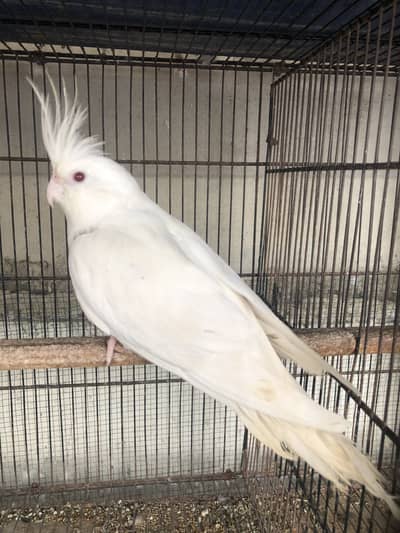 Eno Red eyes breeder male