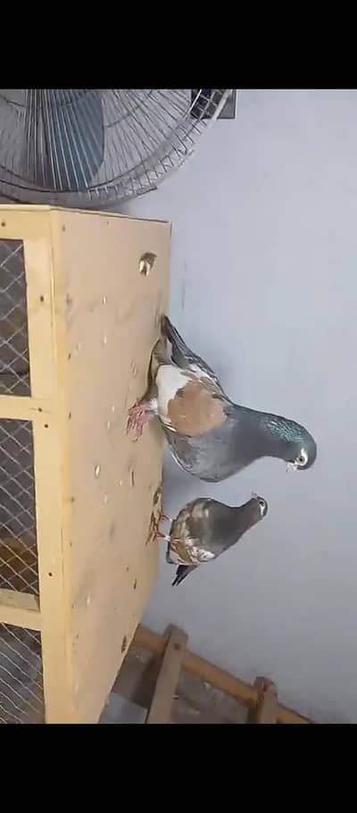 hambira khal breeder pair available in MULTAN