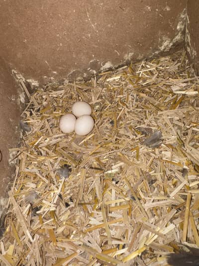 Cocktail breeder pair with eggs and chicks and cage