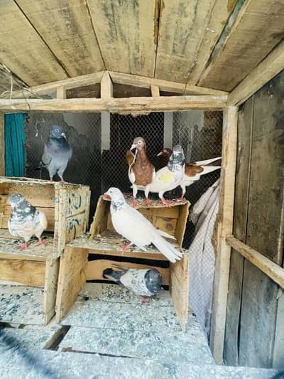 Urgent sale pigeons