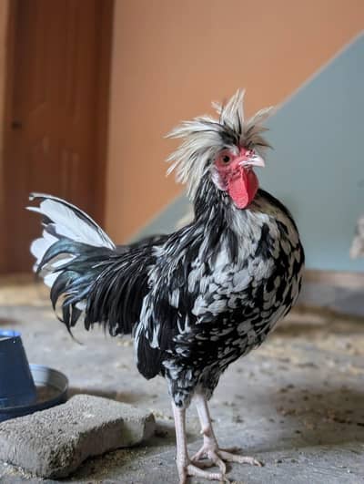 Molted Polish Pairs Available Silver Laced Polish