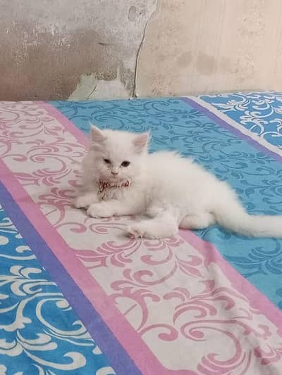 PURE PERSIAN AMERICAN LONG COAT BHALOO BACHA