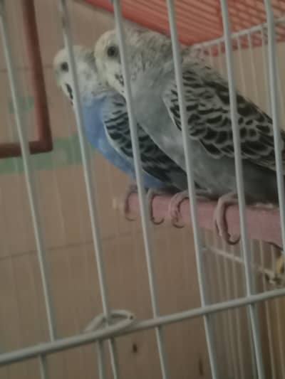 Budgie pair for sale