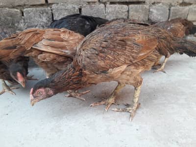 Pure Aseel Hens for Sell