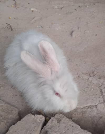 Angura white