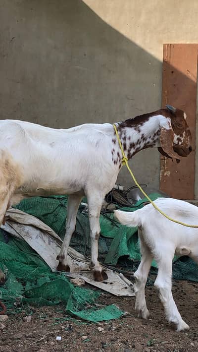 Tapri Bakri with Female Kid