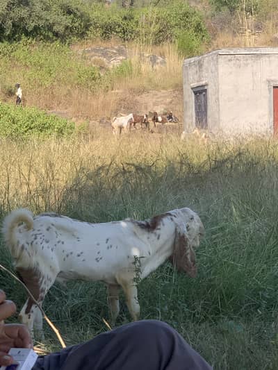 4 Healthy Breeding Bucks for Sale – Makhi Cheeni & Beetal Breeds