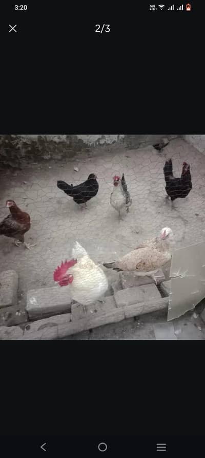 Andy dyny wali murgiya for sale