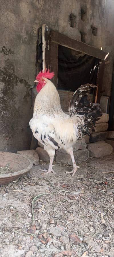 Big size desi murgha 0312 5744173