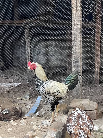 2 aseel kurak murgiya or 1 murga contact 03035951781
