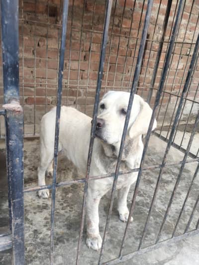 English Labrador female for new home.