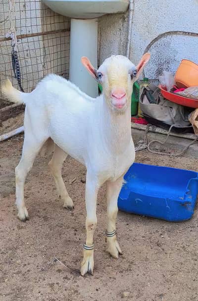 Teddy Male Gabban tayyar Bakri