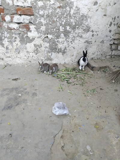 urgent sale 1 male 5 females 3 chiks rabbits