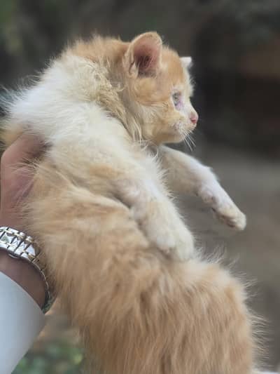 Persian kitten