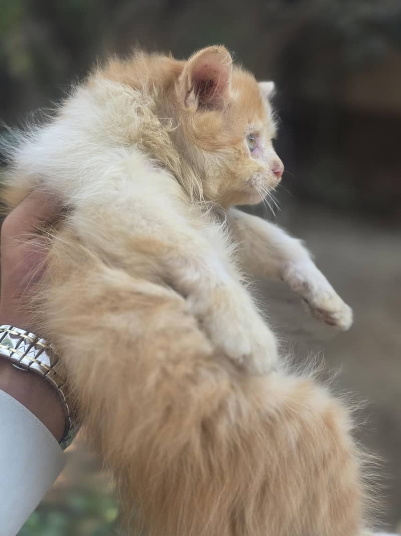 Persian kitten 0