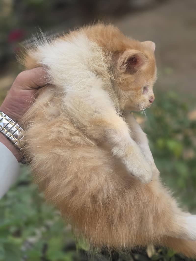 Persian kitten 1