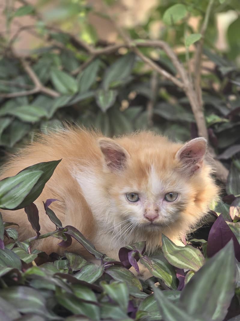 Persian kitten 3