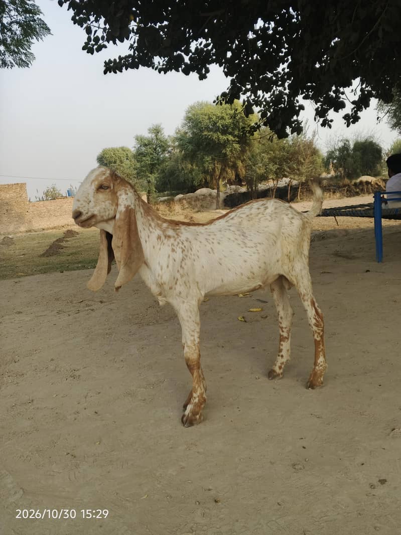 mki chena 0