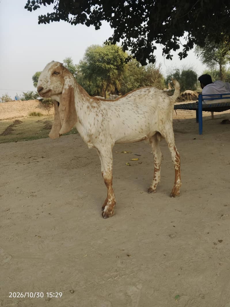 mki chena 1