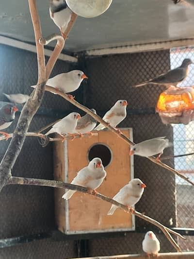 zebra finch pairs