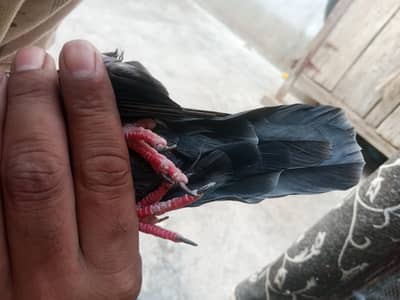 Kamaggar female for sale
