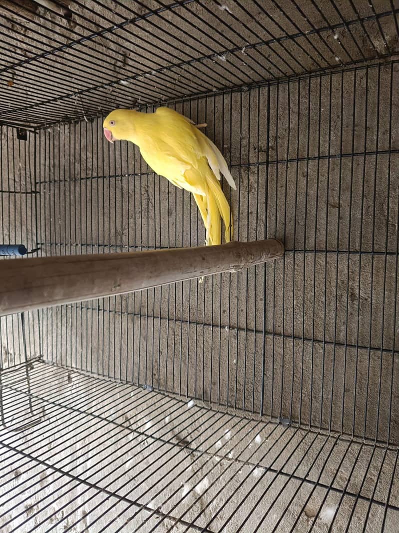 birds 0
