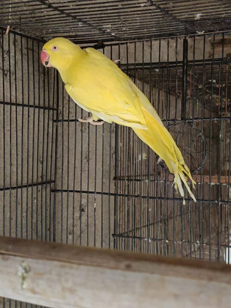 birds 1