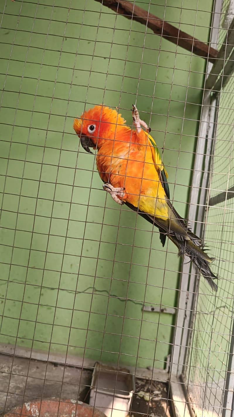 birds 4