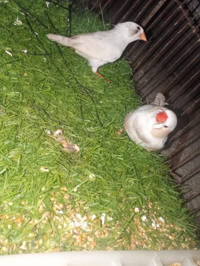 love birds pair or Finch ka pair