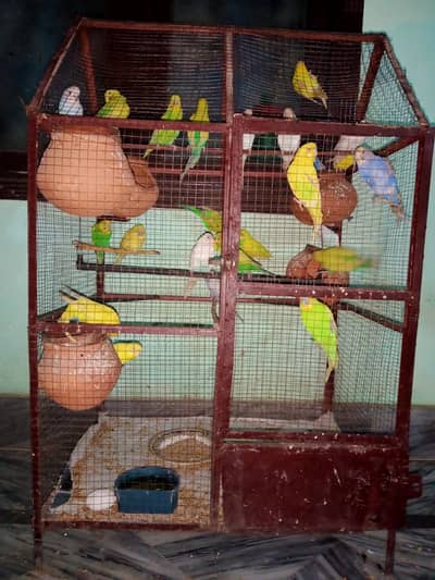 Australian Parrots