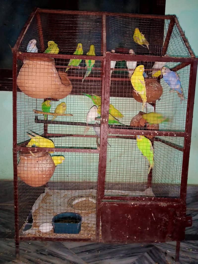 Australian Parrots 0
