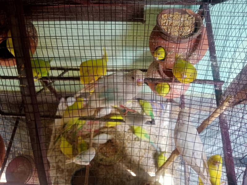 Australian Parrots 1
