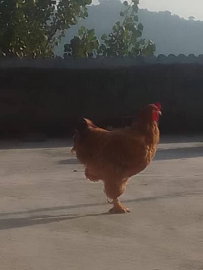 70000